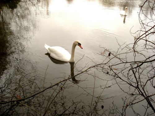 swans water nature