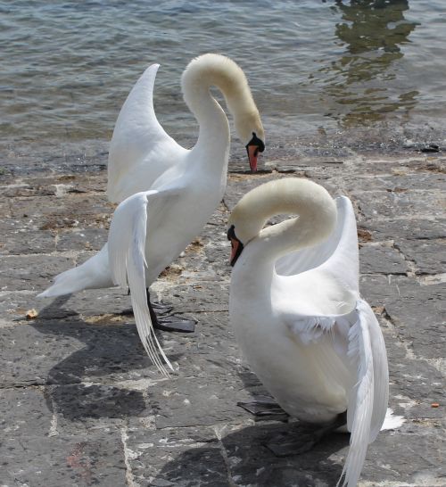 swans love birds