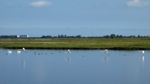 swans birds flight