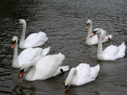 swans birds river