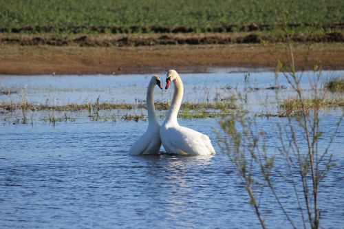 swans togetherness harmony