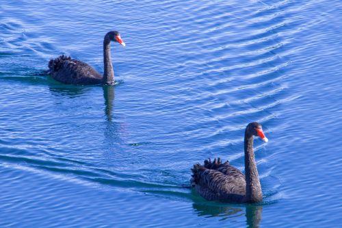swans swan blue
