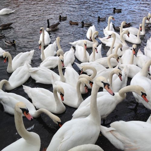 swans wild birds nature