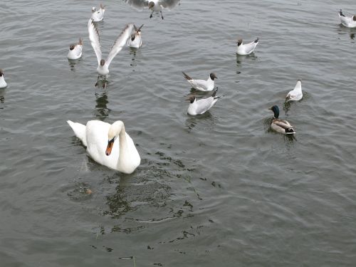 swans lake proroga