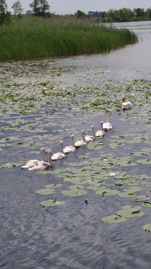 swans lake water