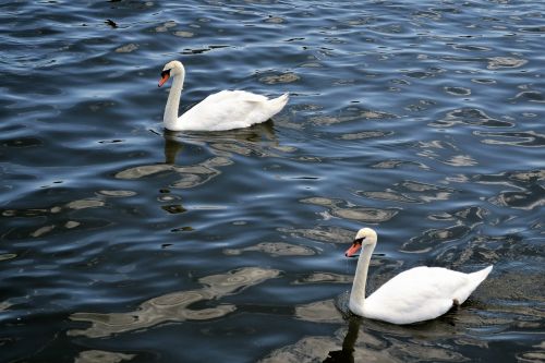 swans river lake