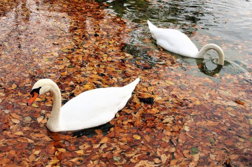 swans para romance