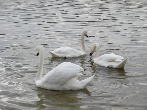 swans swim lake