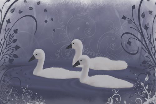 swans swan swan river