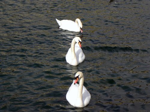 swans lake water