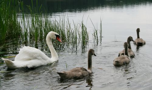 swans swimming water