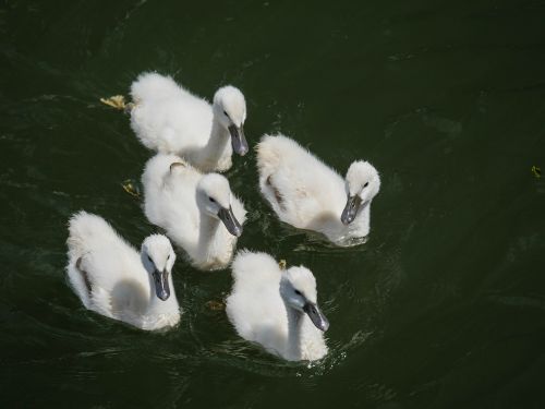 swans chicks white