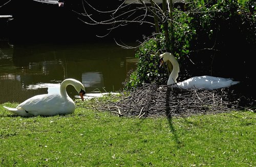 swans  bird  nature