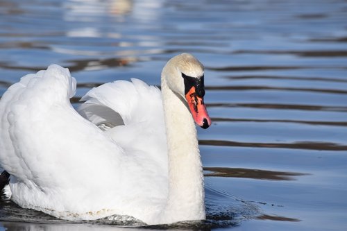 swans  body of water  birds