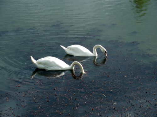 swans swan waters