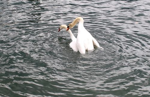 swans swan pair wedding