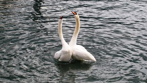 swans swan pair harmony