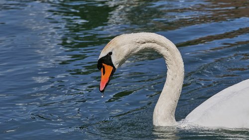 swans  water  water bird