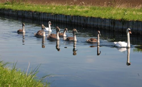 swans cygnets water