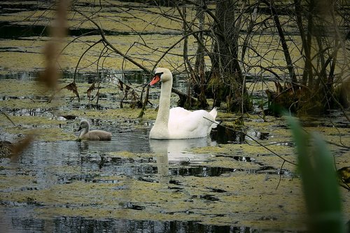 swans  female with young  nature