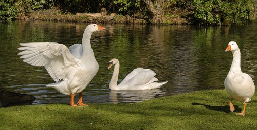 swans  reflections  lake