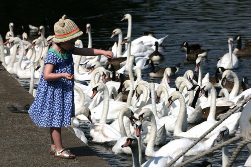 swans  feeding  nature