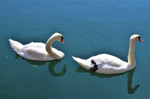 swans  swan  water