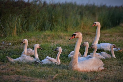 swans  swan family  boy