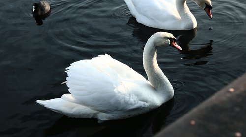 swans  water  animals