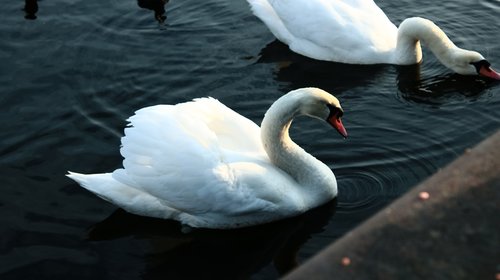 swans  water  bird