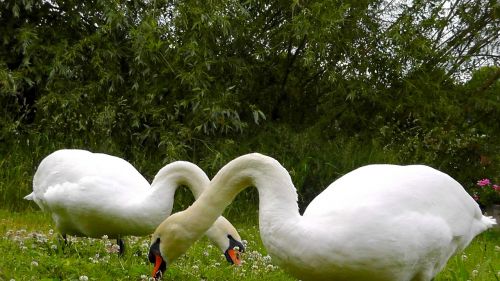 swans animals beautiful
