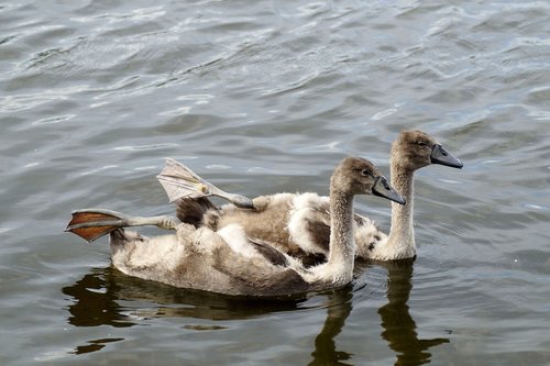 swans  bird  young