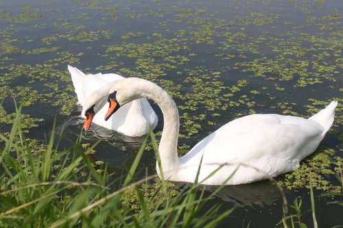 swans  birds  amp shipping