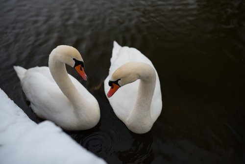 swans  water  animal