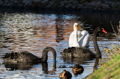 swans  black  white
