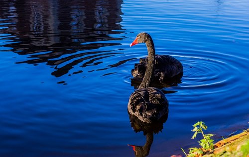 swans  black  waterfowl