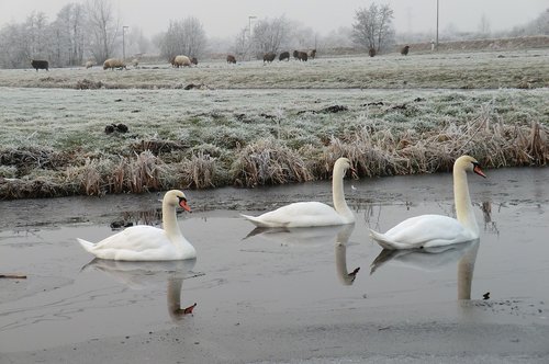 swans  ditch  frozen