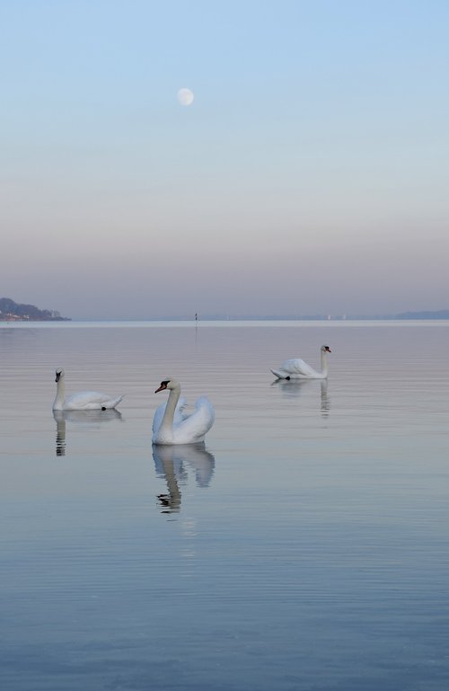 swans  bird  animal