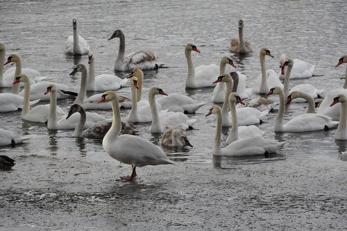 swans  waterfowl  water birds in the winter