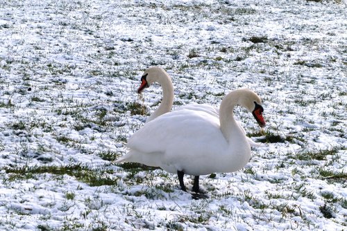swans  pasture  winter