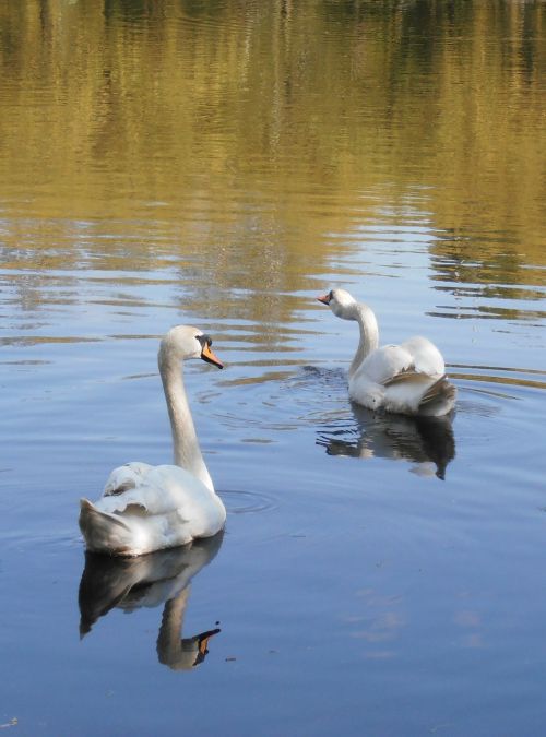 swans birds fidelity