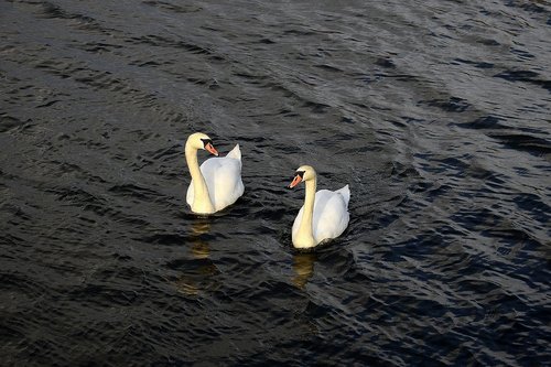 swans  river  birds