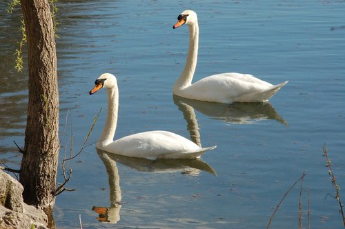 swans  swan  animal