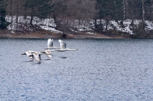 swans  water  nature