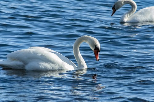 swans  swan  bird