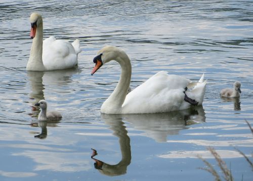 swans birds waterfowl