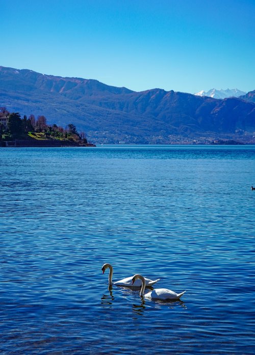 swans  swan  lake