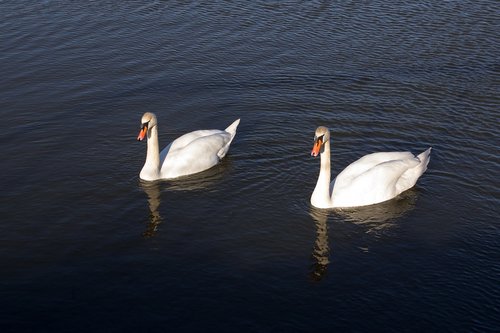 swans  swan  couple