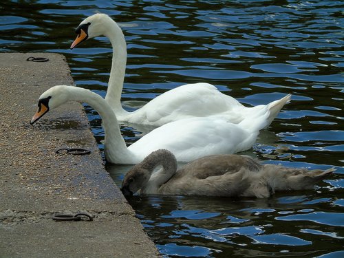 swans  mute swan  water birds