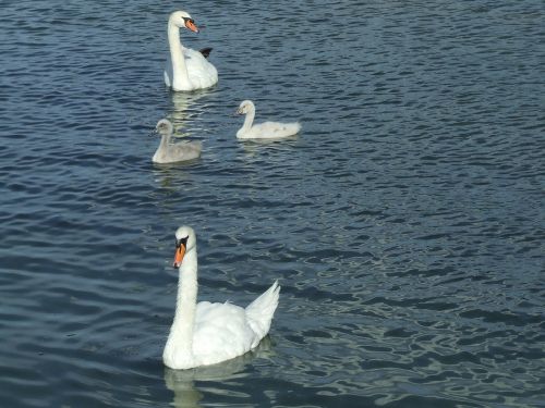 swans waterfowl baby swans